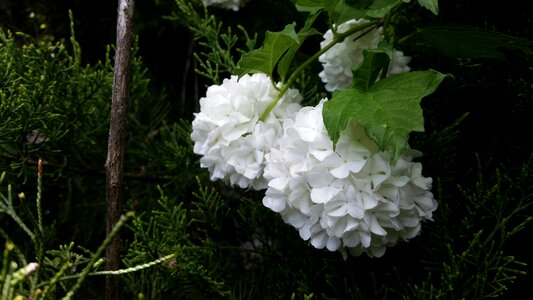 Flowers ball beautiful