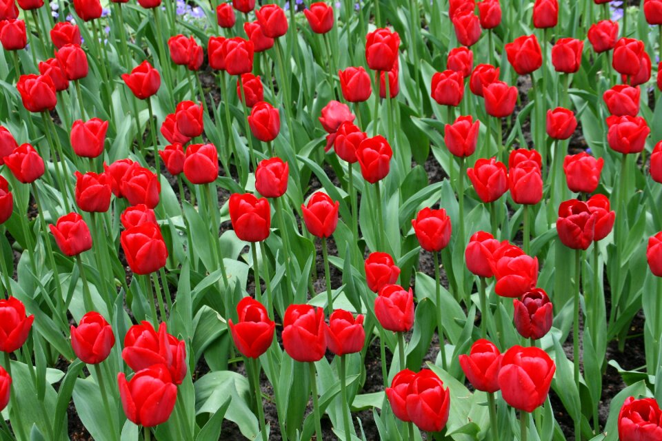 Spring flowers bulb