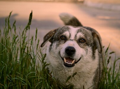 Nature cute puppy