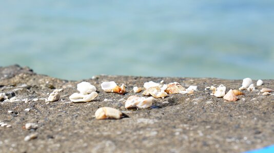 Seashell sand