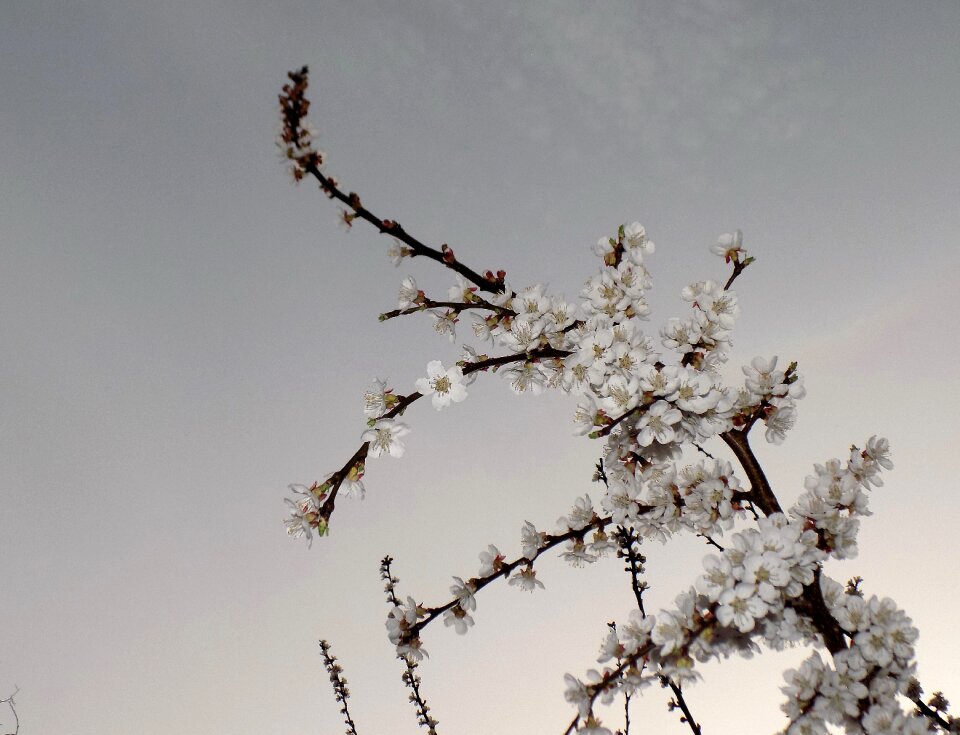 Bloom spring white flowers