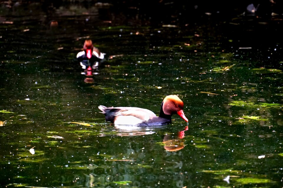 Piston duck pond water bird