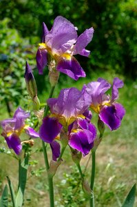 Flowers violet nature