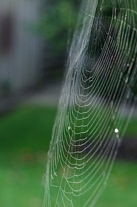 Web close up nature