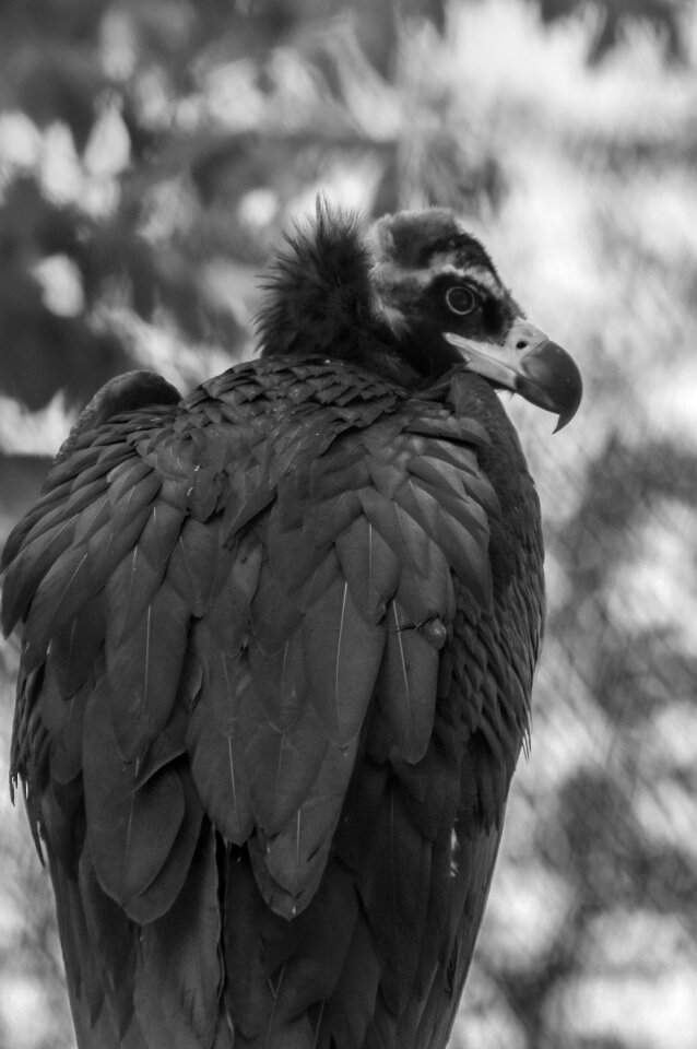 Vulture beak bird of prey
