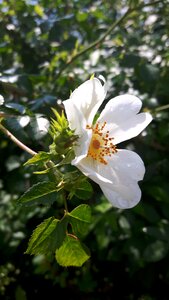 Nature rosebud photo