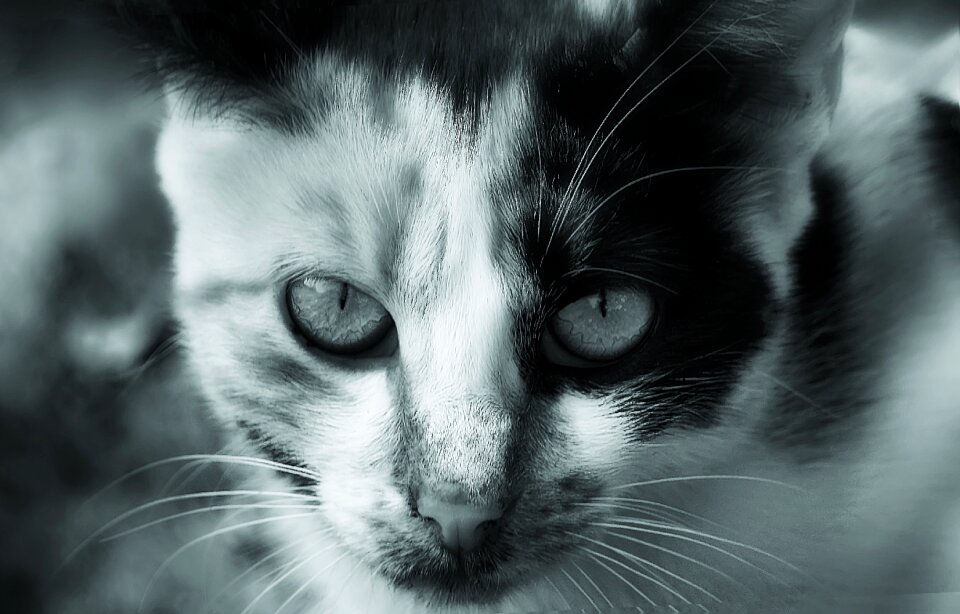 Cute pet domestic