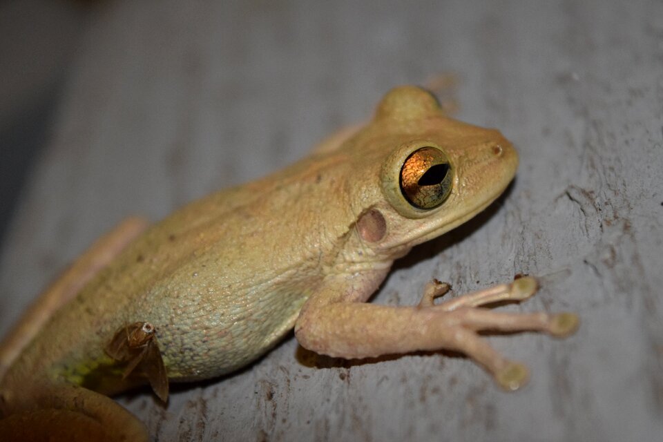 Bug amphibian nature