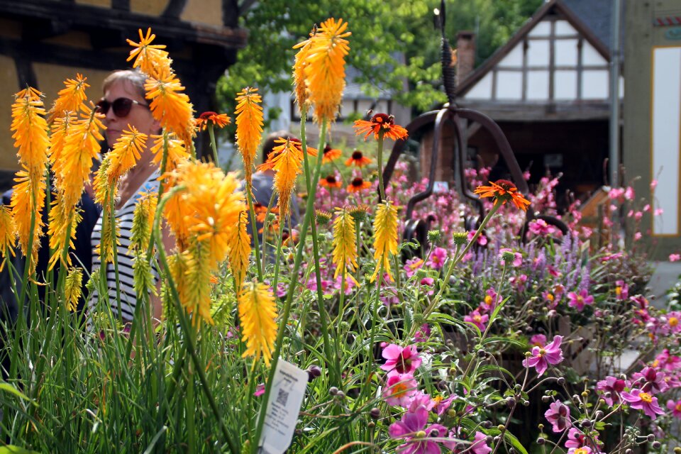 Plant plant market neu-anspach