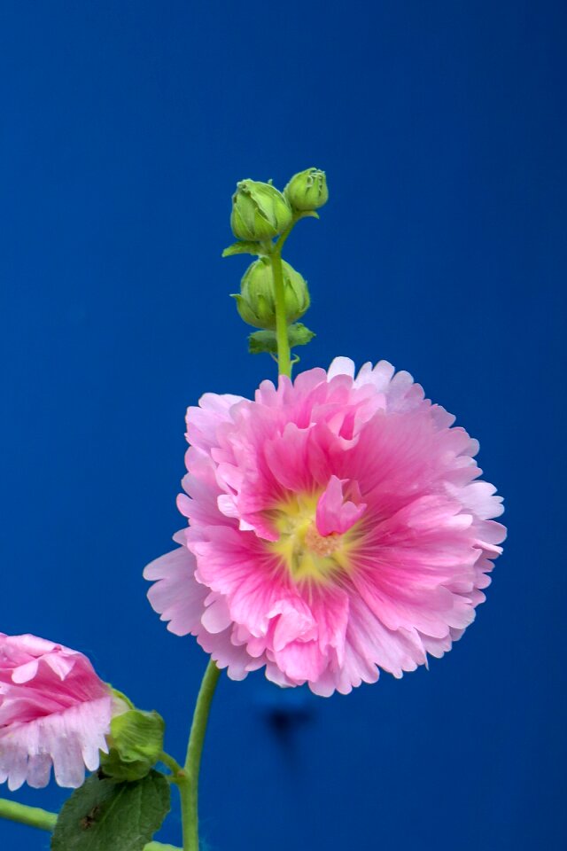 Wild flowers hua xie red