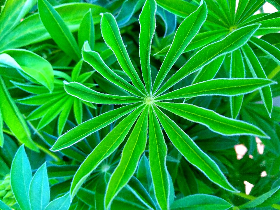 Nature background growth