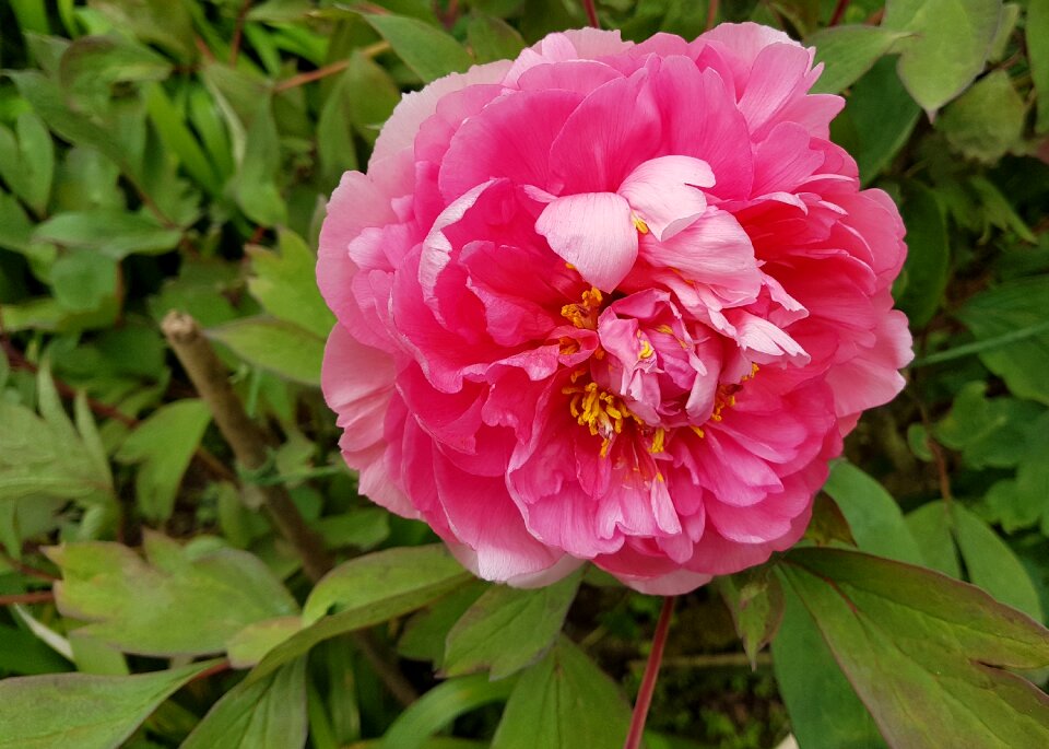 Nature flora