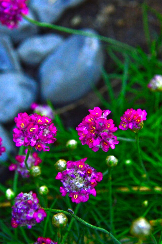Nature garden love