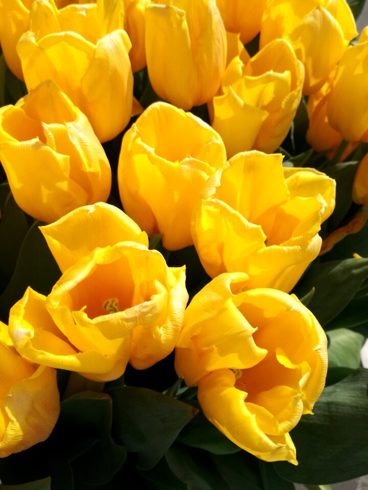 Tulips amsterdam Free photos