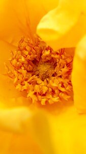 Rose yellow bud