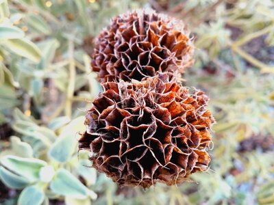 Drought flower dried nature photo