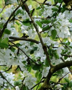 Spring apple tree apple tree blossom