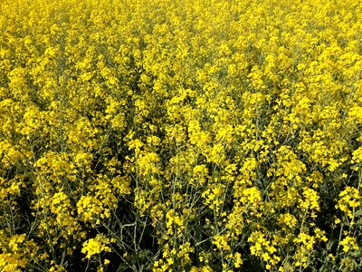 Nature yellow rape blossom photo