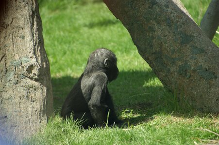 Animal monkey mammal photo