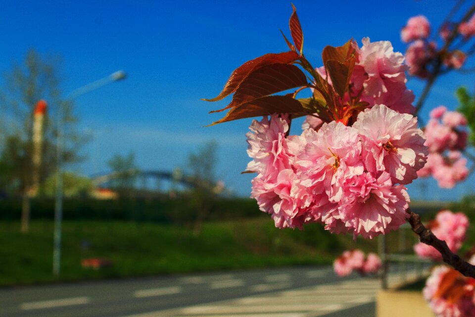 Flower steel bridge nature