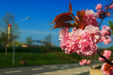 Flower steel bridge nature photo