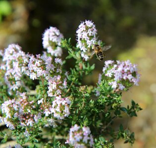 Bee flowering aromatic