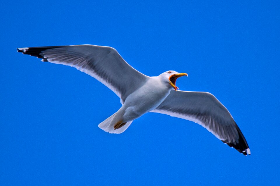 Seagull bird Free photos