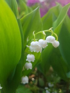Nature flowers leaves