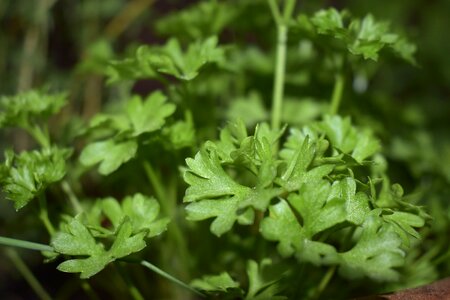 Herb rozstlina Free photos