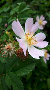 Nature rosebud photo