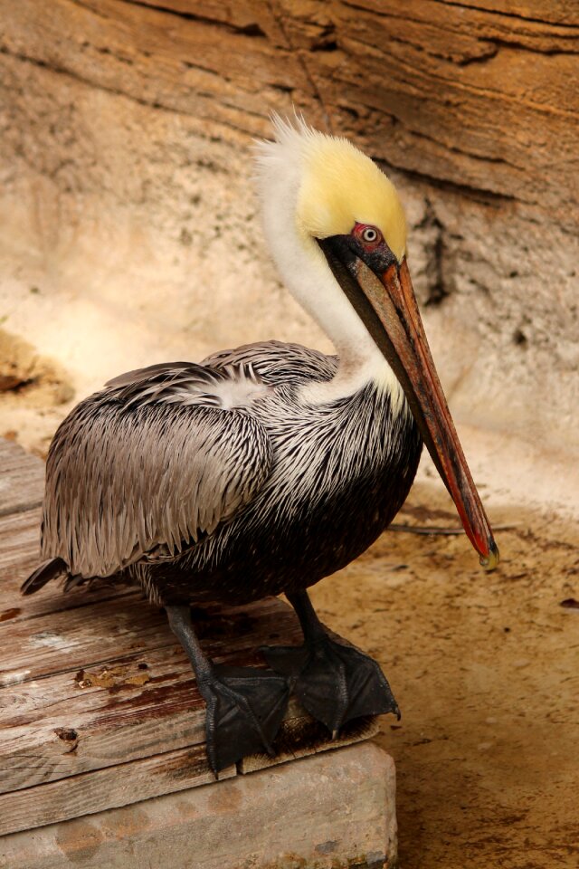 Water dock feathered