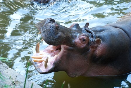Hippo teeth mouth photo