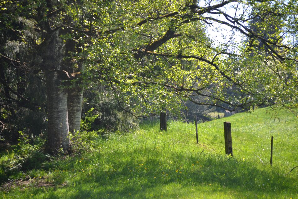 Summer fence green sunshine