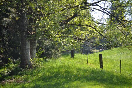 Summer fence green sunshine