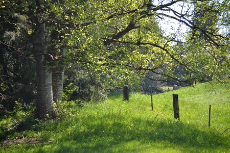 Summer fence green sunshine photo