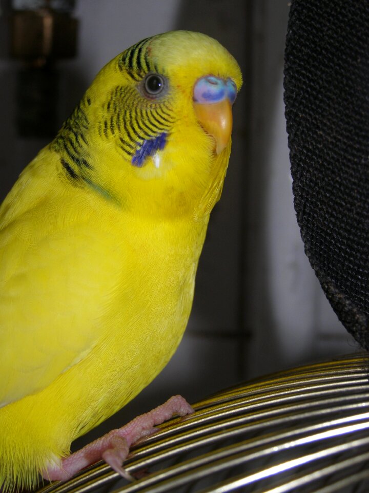 Beak feathers color