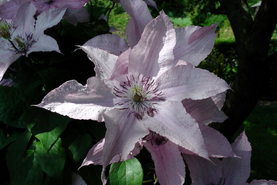 Climber plant light purple close up
