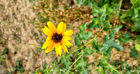 Nature spring floral