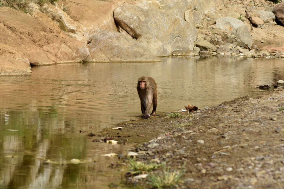 Ape primates animals