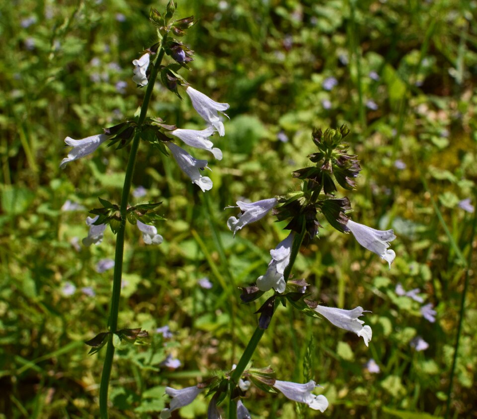 Bloom meadow plant