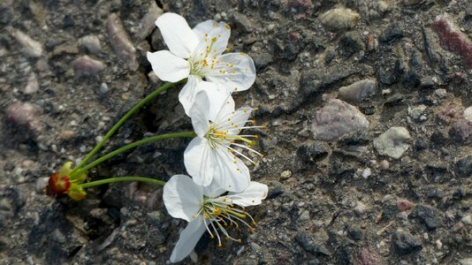 Spring sweet cherry close up photo