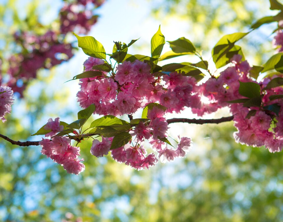 Cherry nature flowering tree