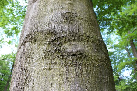 Tree trunks nature recording tree eyes photo