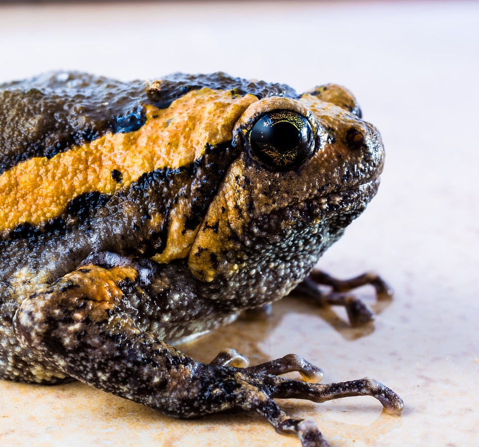 Anuran frog amphibians