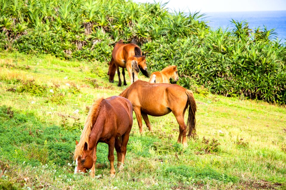 Nomad parent child grass