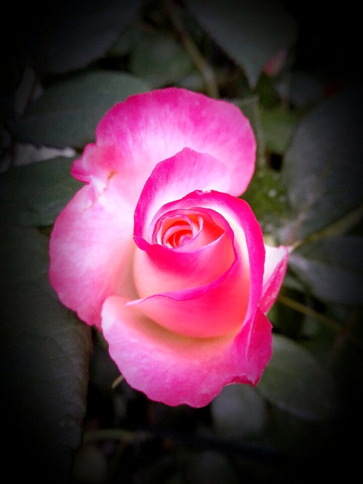 Love plant flowers