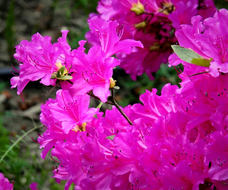 Colorful flowers spring blooming