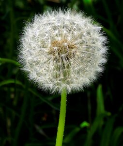 Dandelion seeds plant common dandelion