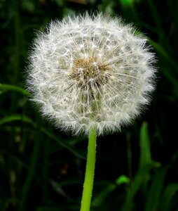 Dandelion seeds plant common dandelion photo