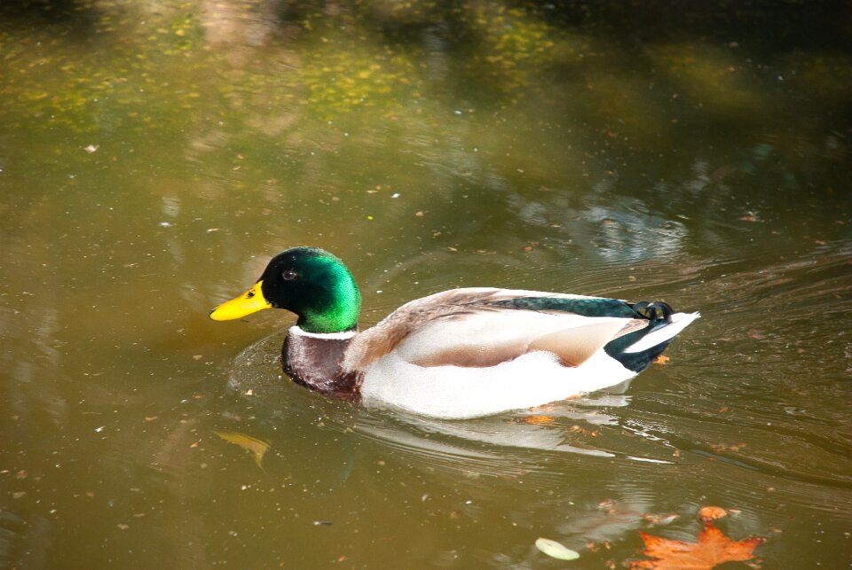 Birds water living nature